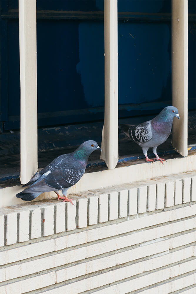 Dépigeonnage